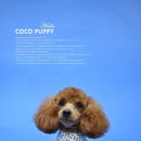 코코애견샵 이미지