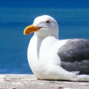 남자는배여자는항구 이미지