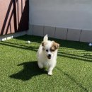 바니펫살롱 이미지