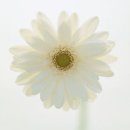 하얀피부 이미지