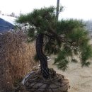 소나무정형외과의원 이미지