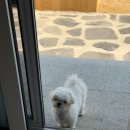 여유펜션 | [강릉] 강릉사천 애견동반펜션, 신축펜션 강릉 여유로운가 A동 후기