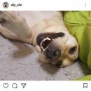 개스타그램 이미지
