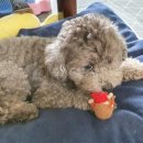 만족하개 이미지