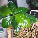 커피나무숲 이미지