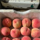 다미농장 | 578. 다미 - 풍원팜 (지인심): 자스민, 백합, 목련 등 밀키한 화려한 흰꽃향이 입 안을 가득 채우는...