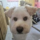 사랑할개 이미지