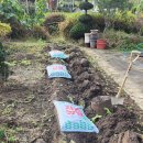 제일농약사 | #보은촌집#보은촌캉스#진현지석 ☞ 텃밭정리/마늘심기