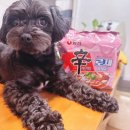농심 신라면 로제 봉지면 후기 | 🍅토마토 파스타 같은 신상 라면 내돈내산 리뷰