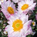 로얄캔디 외9종 강력월동 이미지