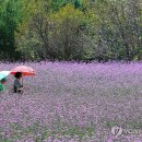 꽃길만걷자 이미지