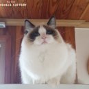 젤로돌스 이미지