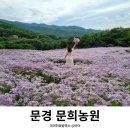 문경 문희농원 개미취 꽃밭 아기랑 방문(24/10/1)