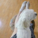 마리오펫 이미지