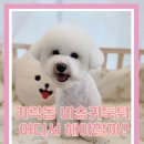 개성있냥 이미지