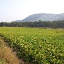 주산농장 이미지