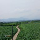 연꽃단지 이미지
