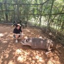 (주)선택 | 푸꾸옥 사파리, 아이랑 쪄 죽기 싫어 선택한 주트램&amp;얼티메이트 후기🥵❄️