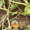 춘이농장 이미지