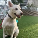 동물보육원 김포지부 | 김포 강아지파양 고민될 때혼자 끙끙 앓다가, 결국 김포동물보육원을 찾게 된 후기