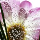 솔잎이슬 이미지