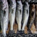 강태공민박 이미지