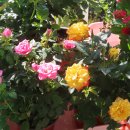 장미찻집 이미지