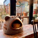 집사의 하루 대구점 | 나른 나른한 고양이들이 모여있는 유기묘 카페 [집사의 하루] 동성로점 상세 후기