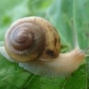 날걸로