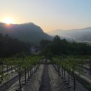 일출농원