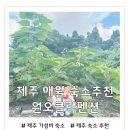 원오클락 | 제주 애월 숙소 추천 감성 가득했던 원오클락펜션 내돈내산 솔직후기