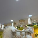 고양이카페 아이캣유 이미지
