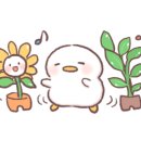 먹돌새기
