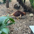 시드니 | 호주 시드니 동물원 와일드 라이프 시드니 동물원 방문 후기