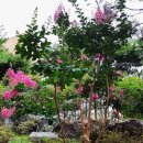 백일홍동산 이미지