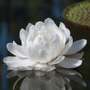 Re: 빅토리아 연꽃 (Victoria water lily) 이미지