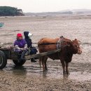 갯벌민박 이미지