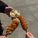 [여수 여행] 동백꽃 명소 오동도 봄나들이 만개 시기 동백열차