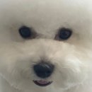어도러블(ADORABLE) 이미지