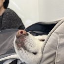 도시 강아지 | 편편집 영종도 하늘도시점 강아지 동반 후기