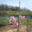 여명농장 이미지