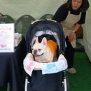 앞산강아지 이미지