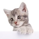 관문동물병원 이미지