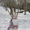 부산근교 눈구경 편하게 만난 설산 경상북도 수목원 눈 현재 상태