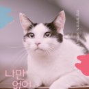 나만 없어 고양이 이미지