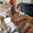 제천 펫택시 이미지