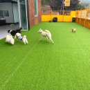 놀러오개 애견유치원 호텔 고기점 이미지