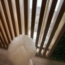 펫스토리 | ❄️ 반려견과 가기좋은 소노펫 홍천 : 눈오는 겨울 소노펫 스토리