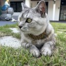 추냔이네 이미지