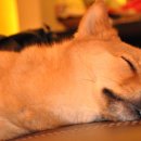 중독(DOG) 이미지